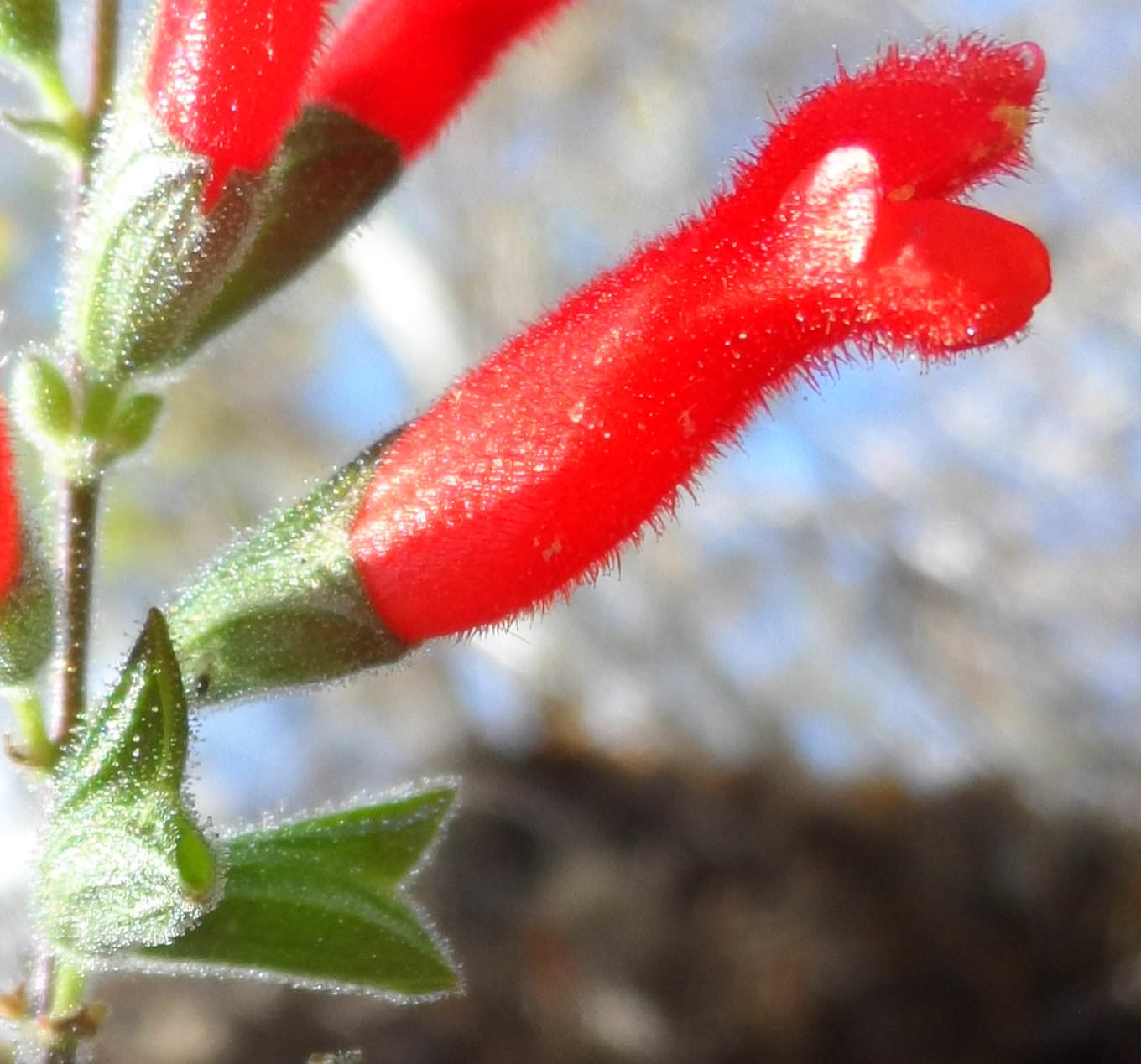 Salvia adenophora